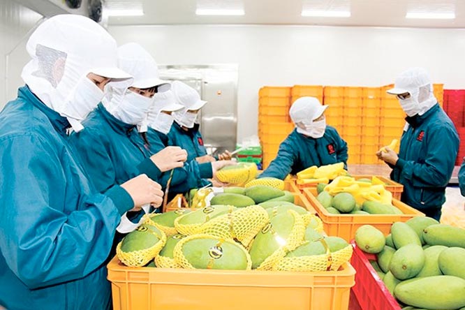 Kết nối, đưa nông sản Việt tiến sâu vào thị trường Ba Lan